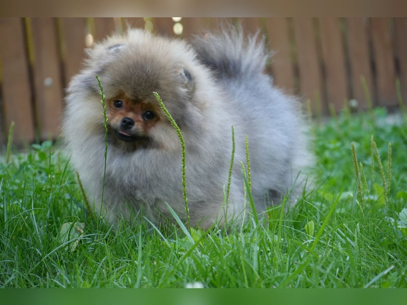 Traumhafte Pomeranian Zwergspitz Hündin - Glamour Diamond