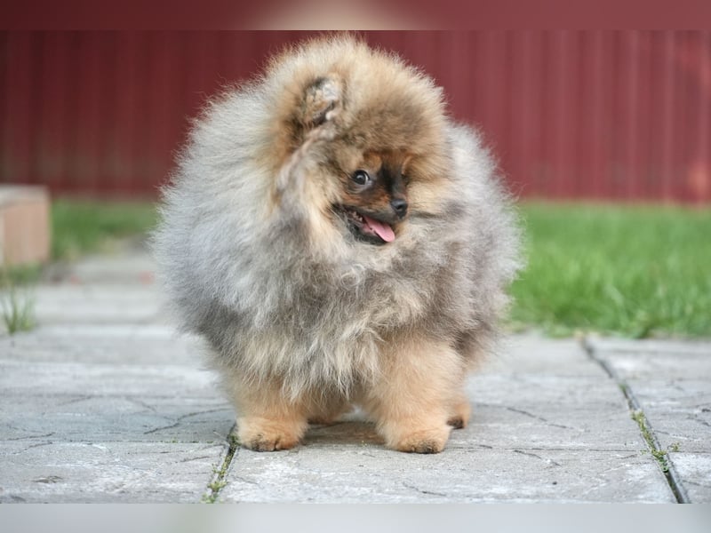 Pomeranian Zwergspitz Hündin Galaxy Pearl