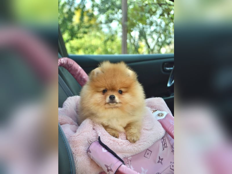 Exklusive Pomeranian Hündin Kisses of Fire Olympia Luna Star (Zwergspitz)