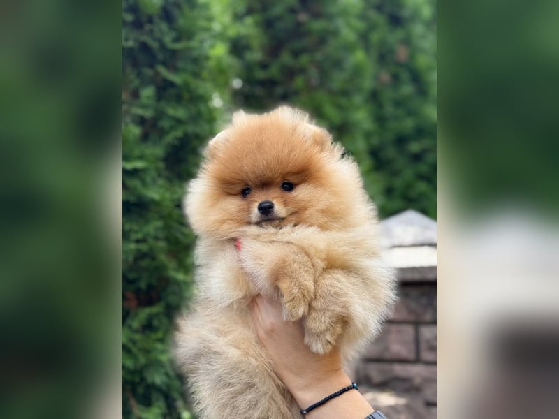 Exklusive Pomeranian Hündin Kisses of Fire Olympia Luna Star (Zwergspitz)