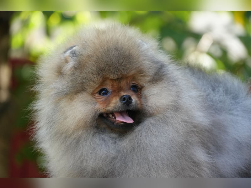 Traumhafte Pomeranian Zwergspitz Hündin - Glamour Diamond