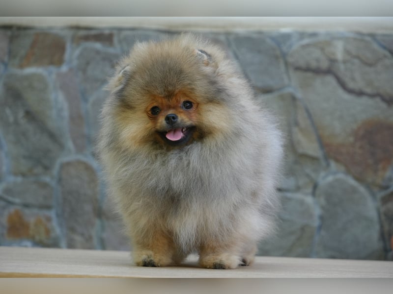 Traumhafte Pomeranian Zwergspitz Hündin - Glamour Diamond