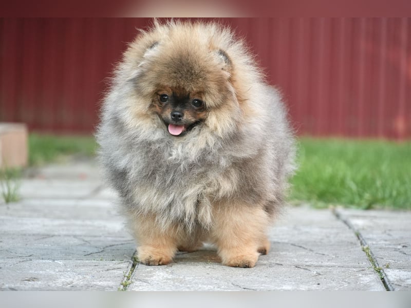Pomeranian Zwergspitz Hündin Galaxy Pearl