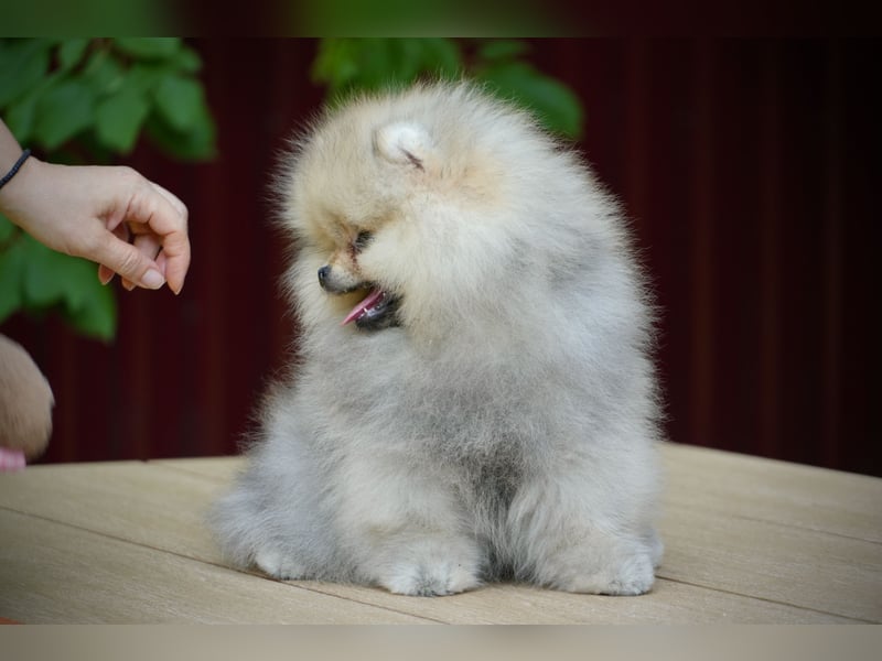 Pomeranian Zwergspitz Rüde im Teddytyp