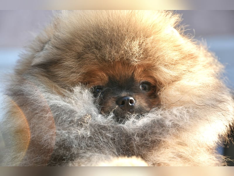 Pomeranian Zwergspitz Hündin Galaxy Pearl