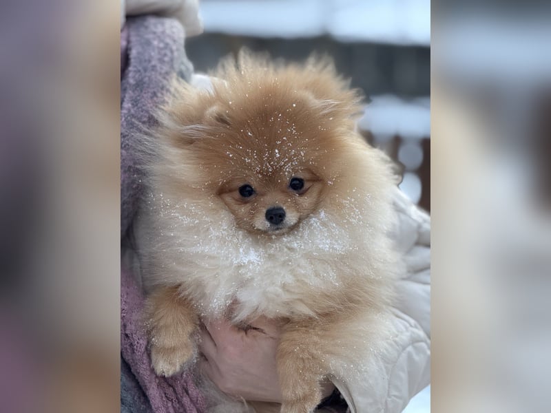 Exklusive Pomeranian Hündin Kisses of Fire Olympia Luna Star (Zwergspitz)