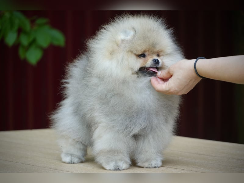 Pomeranian Zwergspitz Rüde im Teddytyp