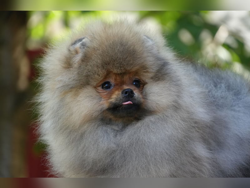 Traumhafte Pomeranian Zwergspitz Hündin - Glamour Diamond