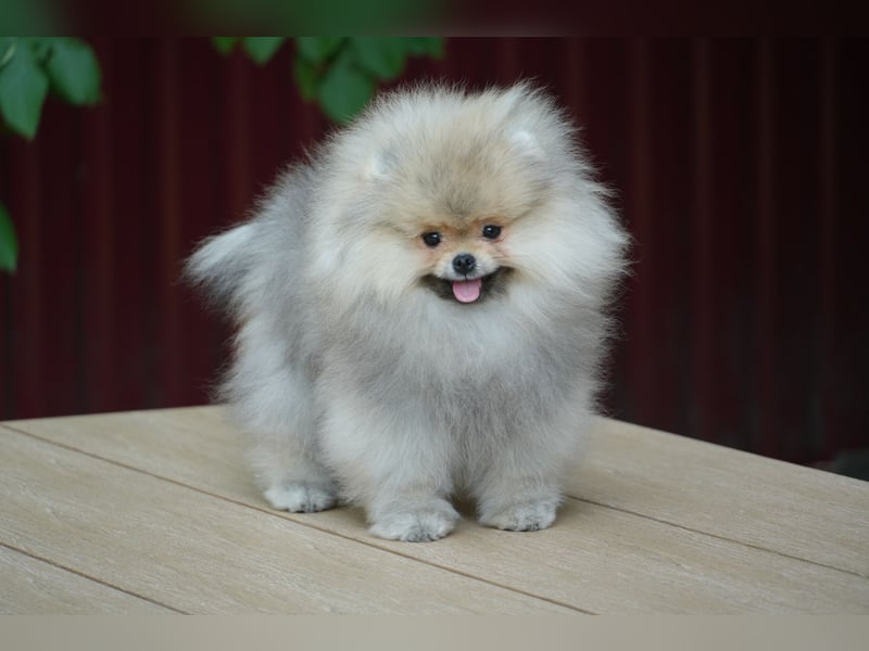 Pomeranian Zwergspitz Rüde im Teddytyp