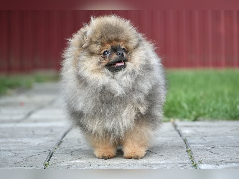 Pomeranian Zwergspitz Hündin Galaxy Pearl