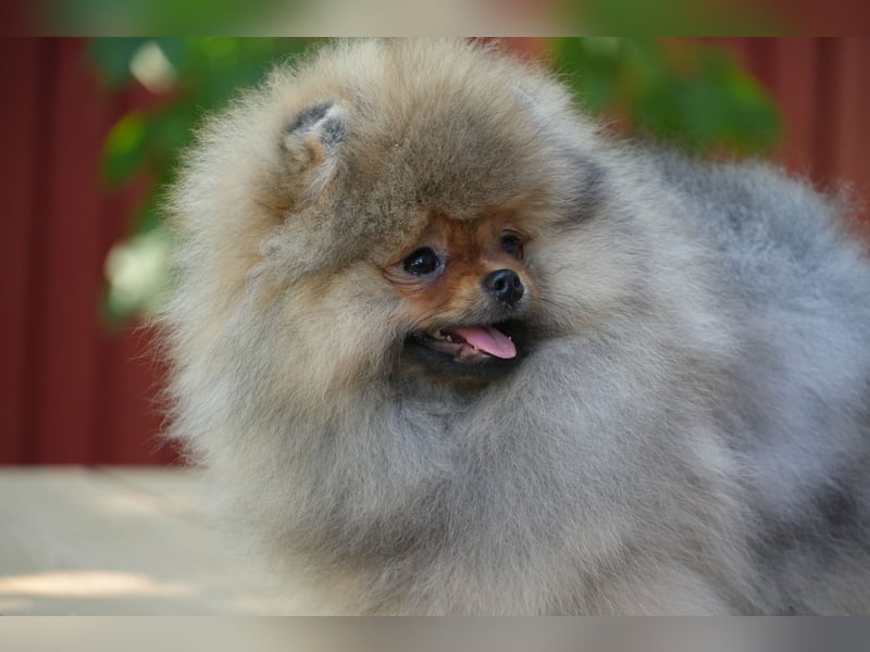 Traumhafte Pomeranian Zwergspitz Hündin - Glamour Diamond