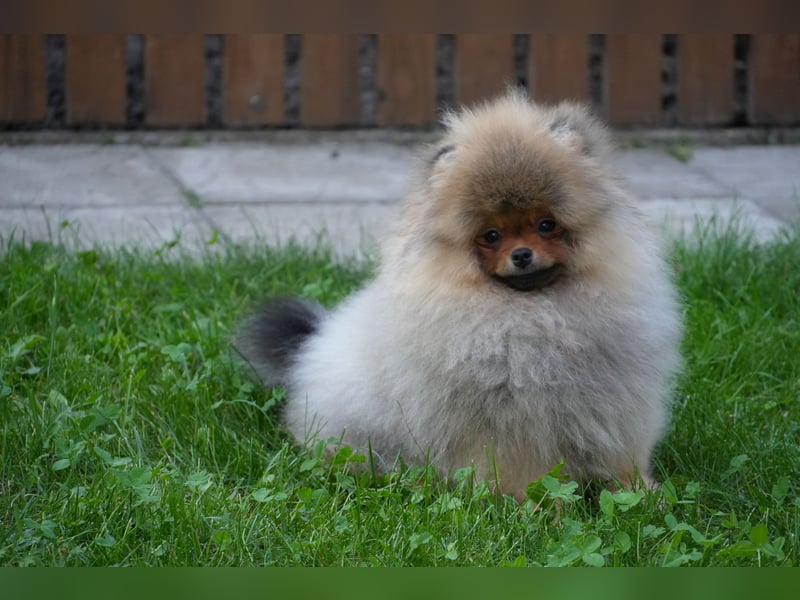 Ein luxuriöses Zwergspitz Pomeranian-Welpe im Bärchenstil - unglaublich süß und schön