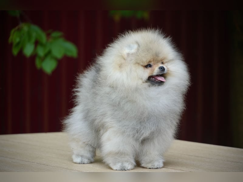 Pomeranian Zwergspitz Rüde im Teddytyp
