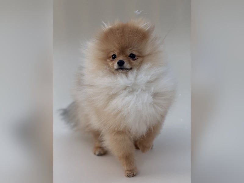 Exklusive Pomeranian Hündin Kisses of Fire Olympia Luna Star (Zwergspitz)