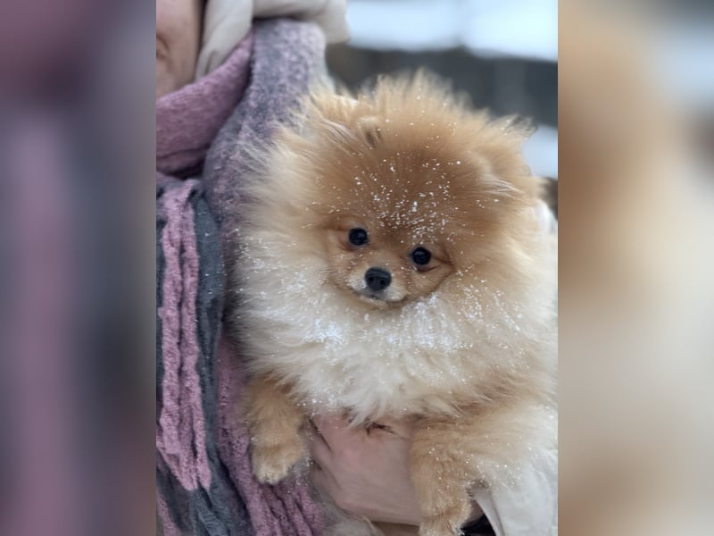 Exklusive Pomeranian Hündin Kisses of Fire Olympia Luna Star (Zwergspitz)
