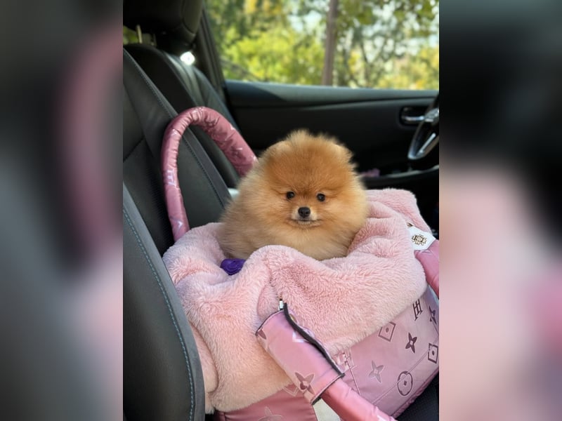 Exklusive Pomeranian Hündin Kisses of Fire Olympia Luna Star (Zwergspitz)