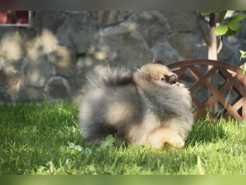 Pomeranian Zwergspitz Hündin Galaxy Pearl