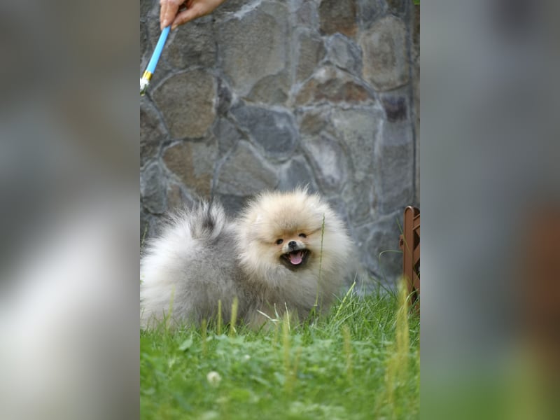 Pomeranian Zwergspitz Rüde im Teddytyp