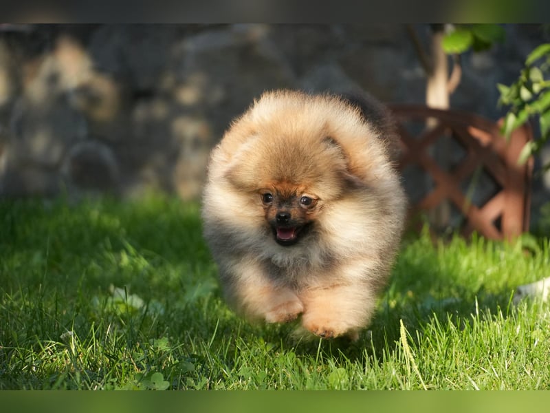Pomeranian Zwergspitz Hündin Galaxy Pearl