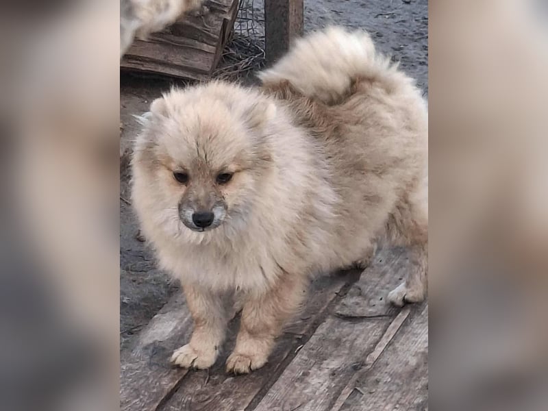 DONOVAN ca. 1 J  sehr lieber Zwergspitz sucht liebevolles Zuhause