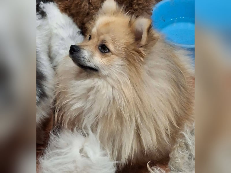 DONOVAN ca. 1 J  sehr lieber Zwergspitz sucht liebevolles Zuhause