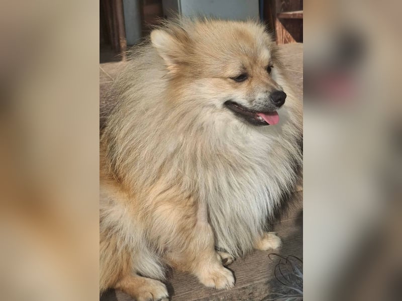 DONOVAN ca. 1 J  sehr lieber Zwergspitz sucht liebevolles Zuhause