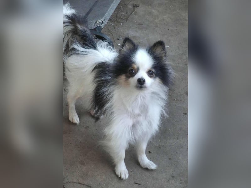 LINA ca. 5,5 J. kleine (24 cm hoch) zwergspitzhündin