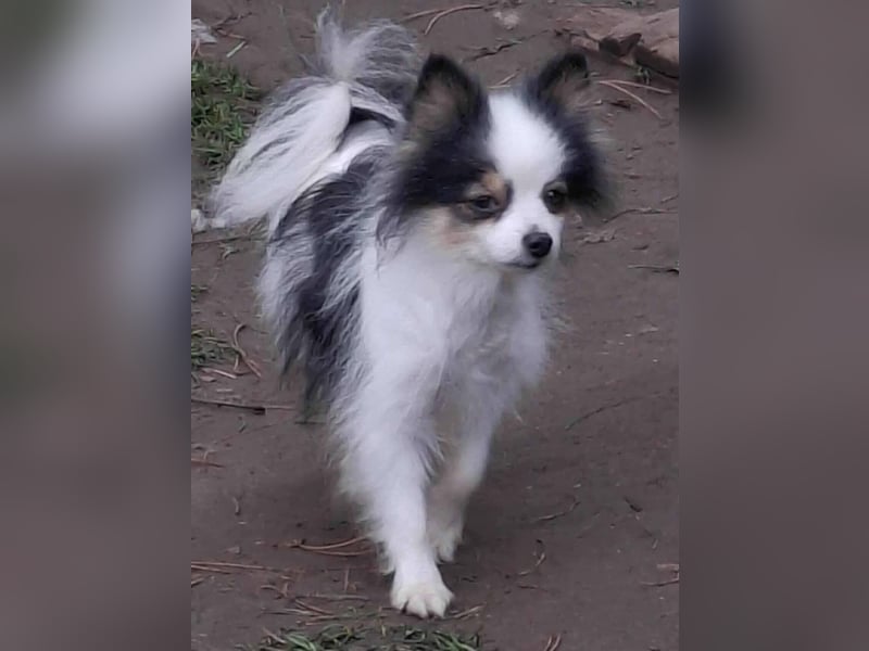 LINA ca. 5,5 J. kleine (24 cm hoch) zwergspitzhündin