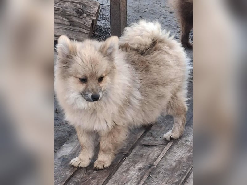 DONOVAN ca. 1 J  sehr lieber Zwergspitz sucht liebevolles Zuhause