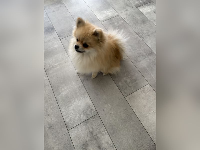 Süßer Pomeranian Zwergspitz Rüde