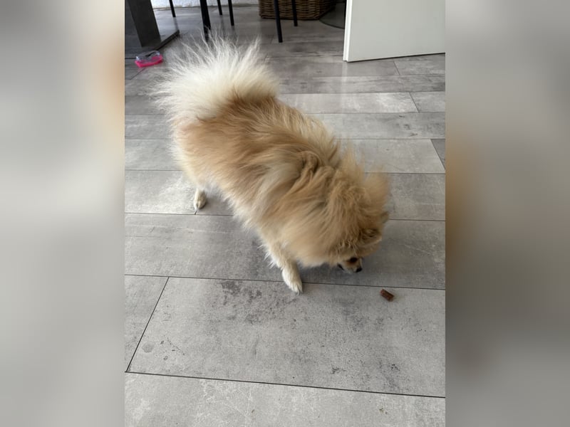 Süßer Pomeranian Zwergspitz Rüde