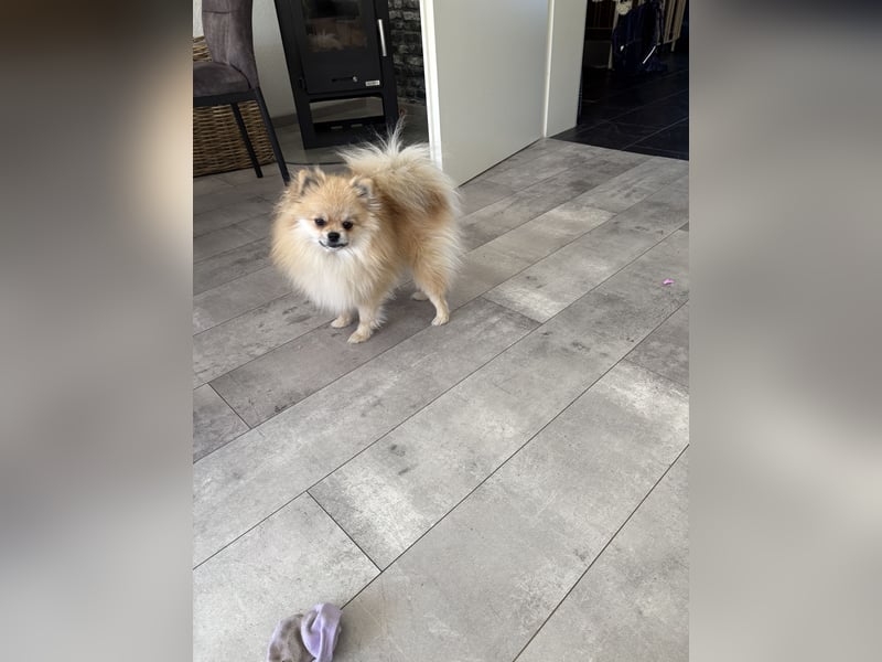 Süßer Pomeranian Zwergspitz Rüde