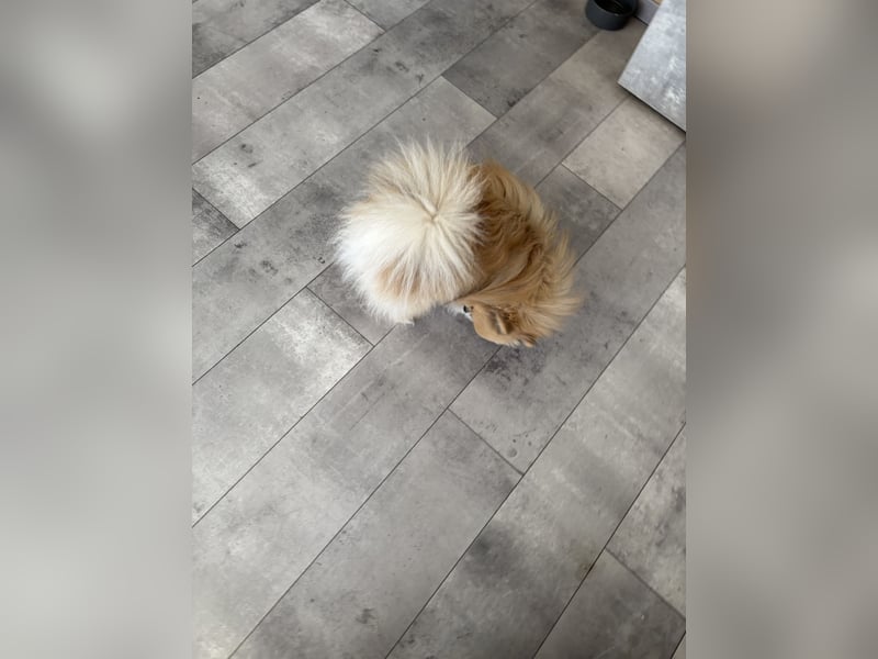Süßer Pomeranian Zwergspitz Rüde