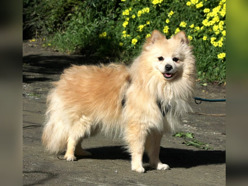 Moritz wartet auf sein Für-Immer-Zuhause