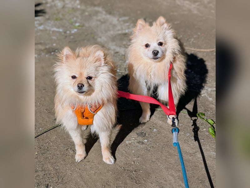 Mutiger Max sucht seine Familie