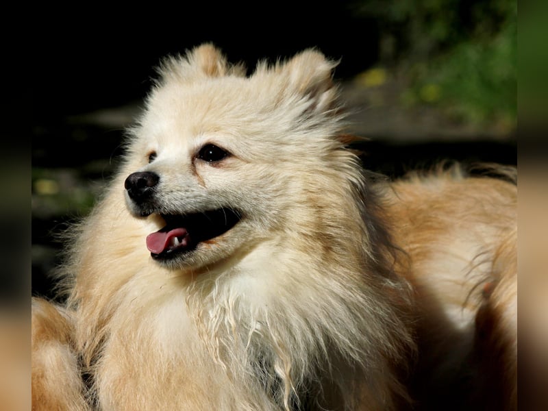 Moritz wartet auf sein Für-Immer-Zuhause