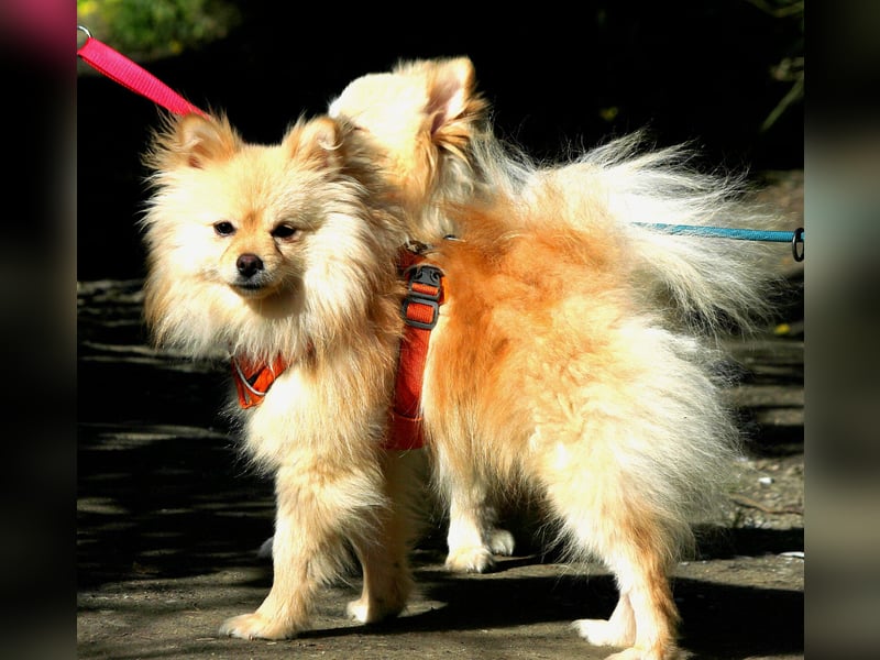 Mutiger Max sucht seine Familie