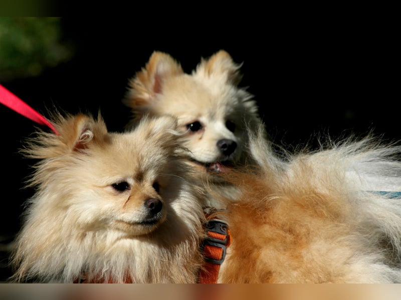 Mutiger Max sucht seine Familie