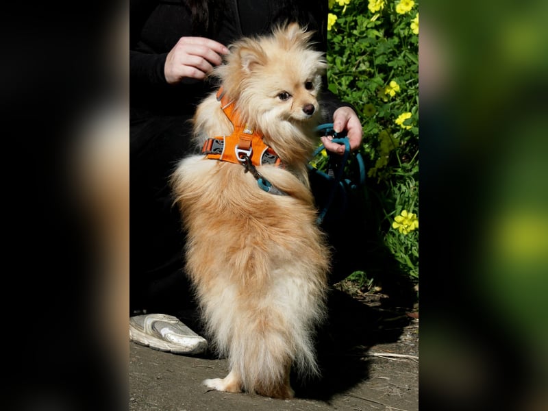 Mutiger Max sucht seine Familie