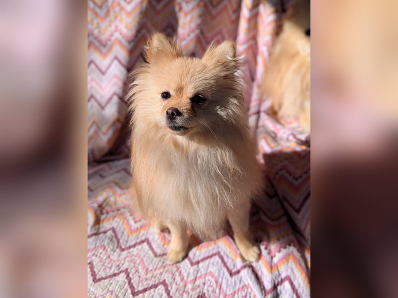 Mutiger Max sucht seine Familie