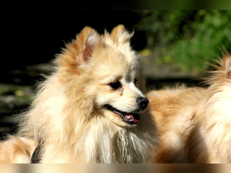 Moritz wartet auf sein Für-Immer-Zuhause