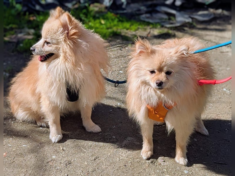 Mutiger Max sucht seine Familie