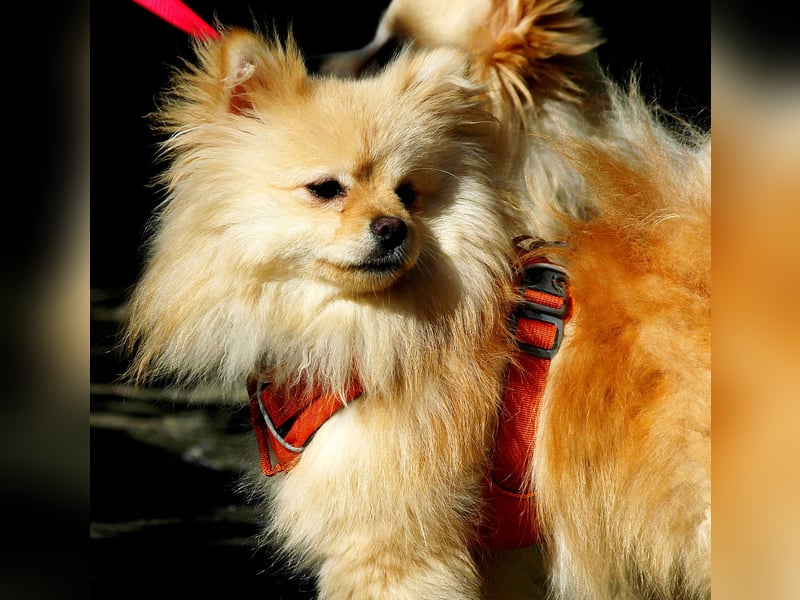 Mutiger Max sucht seine Familie