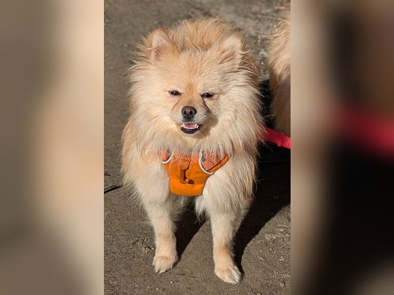 Mutiger Max sucht seine Familie