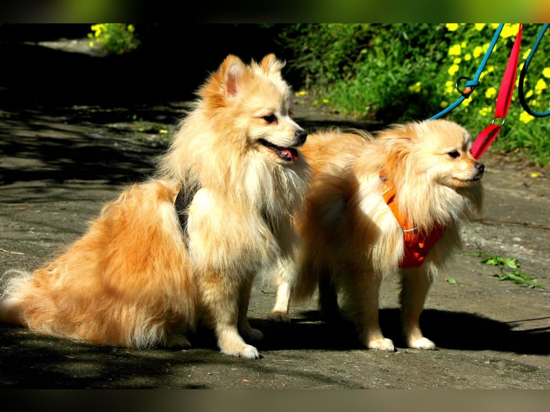 Moritz wartet auf sein Für-Immer-Zuhause