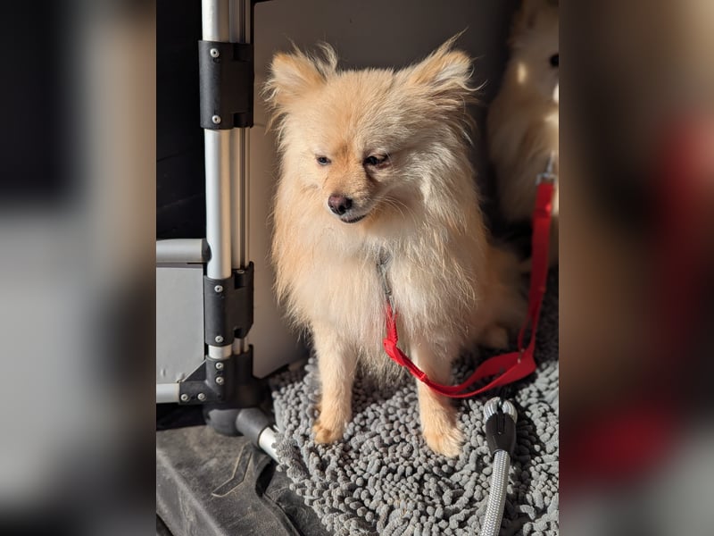 Mutiger Max sucht seine Familie