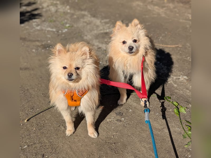 Moritz wartet auf sein Für-Immer-Zuhause