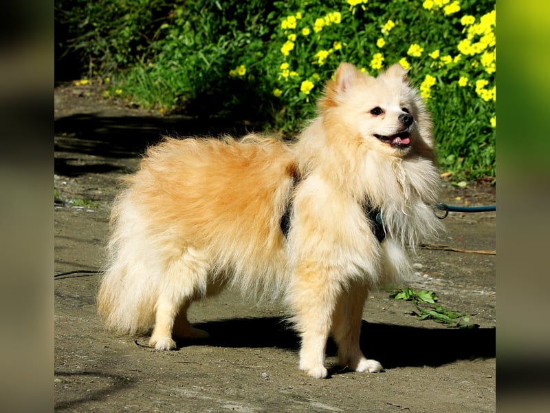 Moritz wartet auf sein Für-Immer-Zuhause