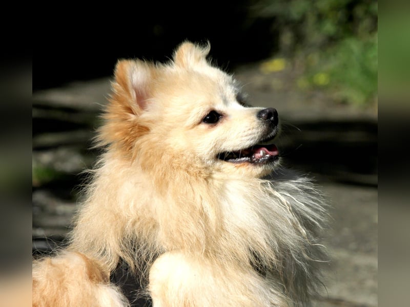 Moritz wartet auf sein Für-Immer-Zuhause