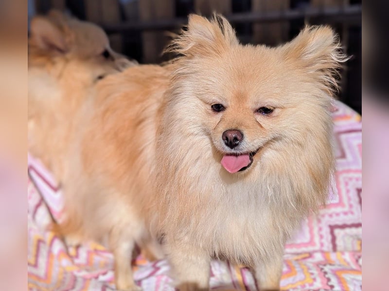 Mutiger Max sucht seine Familie